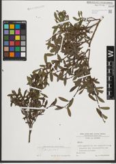 Foto von Salix purpurea L.
